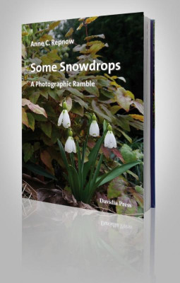 Some Snowdrops 3D-Foto-klein.jpg