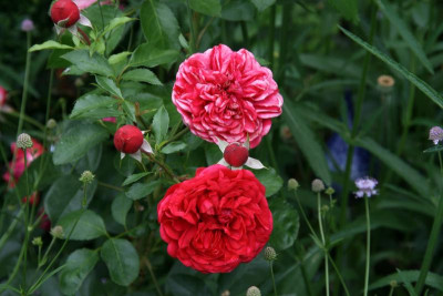 Rose Out of Rosenheim0917.JPG