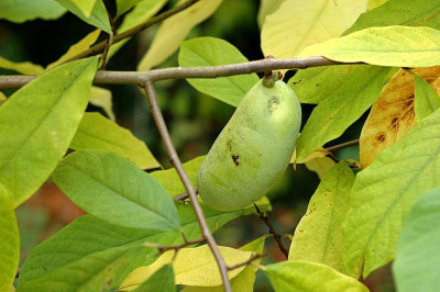 Asimina-Frucht-2007-10-13a.jpg