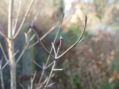 2020-12-05 Cornus kousa.jpg