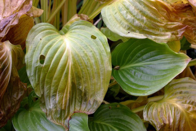 St_Hosta281007.jpg