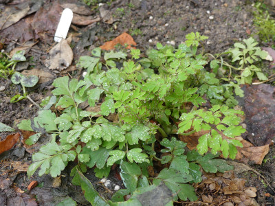 2021-02-27 Corydalis.jpg