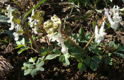 Corydalis Snowy Oul21-1.jpg