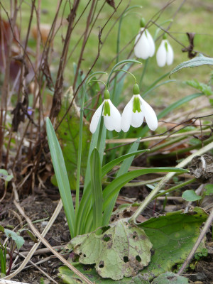 2021-03-03 Galanthus 'The Pearl' 1.jpg