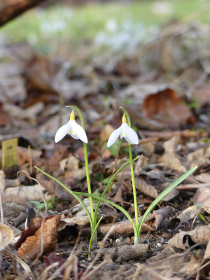 2021-03-03 Galanthus 'Sharman's Late' 1.jpg