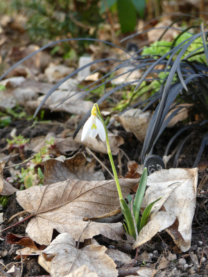 2021-03-03 Galanthus 'Schwefelfee' 1.jpg