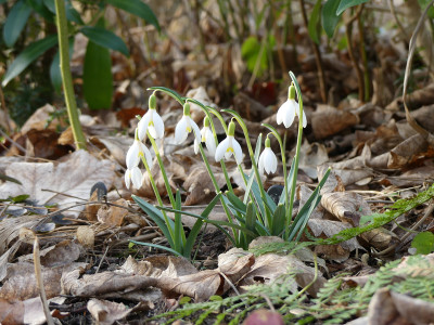 2021-03-03 Galanthus 'Blonde Inge' 1.jpg