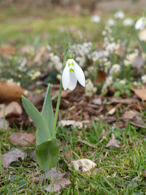 2021-03-03 Galanthus elwesii 1.jpg