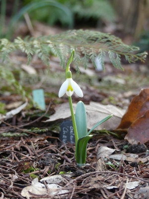 2021-03-03 Galanthus 'Chameleon' 2.jpg