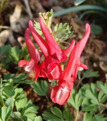 Corydalis solida21.jpg