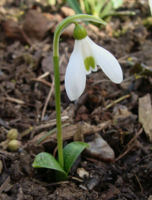 Galanthus ikariae21.jpg