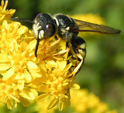 Philanthus_triangulum_-_Bienenwolf_01.jpg