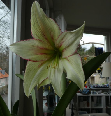 Hippeastrum 'Magic Green' 130313 k.jpg