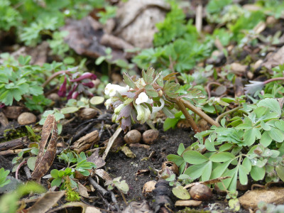 2021-03-14 Corydalis 2.jpg