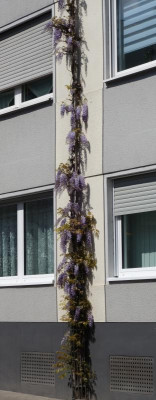 Wisteria-Koblenz.16-1.jpg