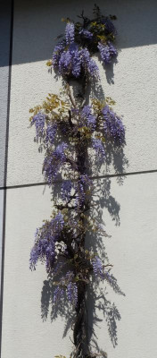 Wisteria-Koblenz.16-2.jpg