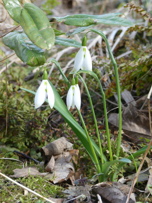 2021-03-22 Galanthus 'Fanny'.jpg