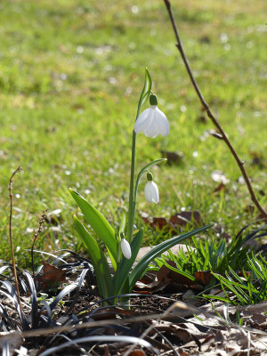 2021-03-22 Galanthus 'E. A. Bowles'.jpg