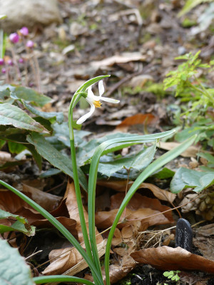 2021-03-22 Galanthus 'Orange Star'.jpg