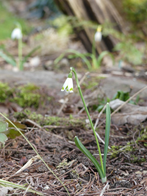 2021-03-22 Galanthus 'Pumpot'.jpg