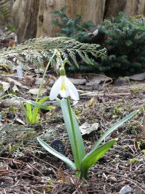 2021-03-22 Galanthus 'Chameleon' 2.jpg