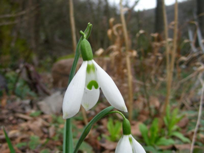 Galanthus Fanny DSCN8953.JPG