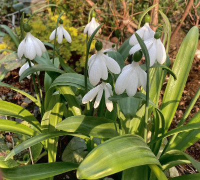 galanthus-e.a.bowles.jpeg