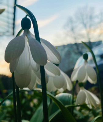 galanthus_e.a.bowles_gegenlicht.jpeg