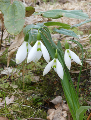 2021-03-25 Galanthus 'Fanny'.jpg