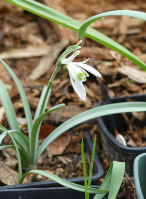 2021-03-25 Galanthus 'Oosterhauw'.jpg