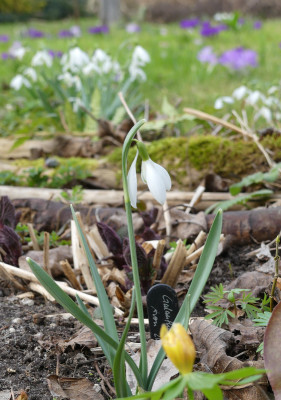 2021-03-25 Galanthus 'Welsh Whiskers'.jpg