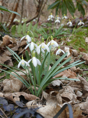 2021-03-25 Galanthus 'Blonde Inge'.jpg