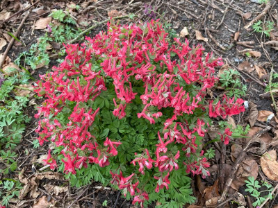 Corydalis solida G.P. Baker März 2021.jpg