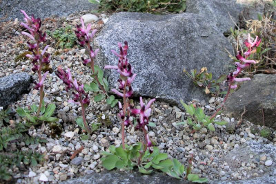 Corydalis ledebouriana 26.03.21.JPG