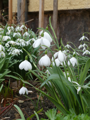 2021-03-26 Galanthus 'E. A. Bowles'.jpg