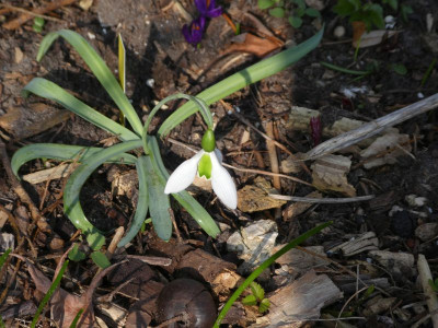 Galanthus nivalis Sämling USt 210325 k.jpg