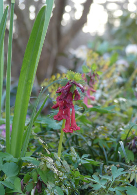 2021-03-27 Corydalis solida 2.jpg