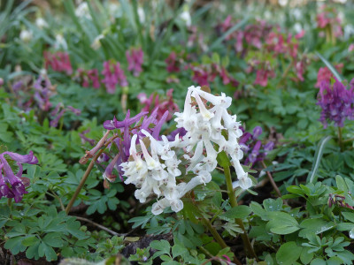 2021-03-27 Corydalis solida 3.jpg