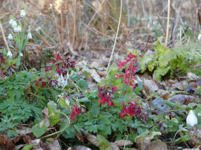 2021-03-27 Corydalis solida 4.jpg