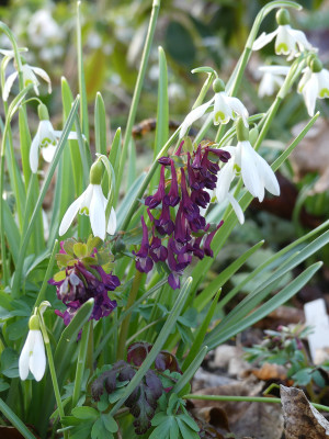 2021-03-27 Corydalis solida 5.jpg