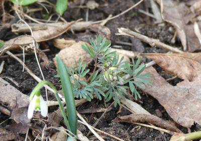 2021-03-28 Corydalis 1.jpg