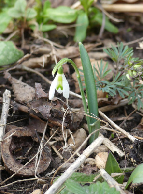 2021-03-28 Galanthus 1.jpg