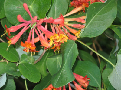 IMG_1589b.jpg_Lonicera_x_brownii_Dropmore_Scarlet.jpg