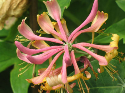 IMG_1810a.jpgLonicera_heckrottii_Goldflame.jpg