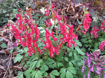 2021-03-29 Corydalis.jpg