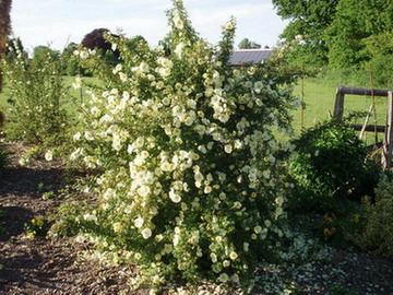 21.5.09_Rosengarten_Labenz_131.jpg