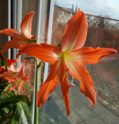 DSCN2807_Hippeastrum_aff_striatum.jpg