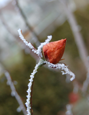 Letzte_Rose_im_Frost_0010_DSC_9239.jpg