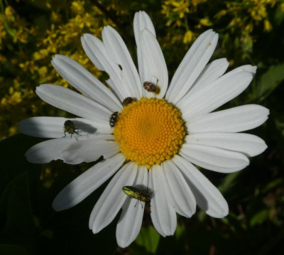 käfer auf Wucherblume 210531k.jpg