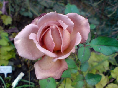 morbide_rose_ende_dezember_07_1.jpg